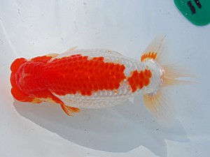 第57回全国大会 西勧進元　梅田博成  鹿児島