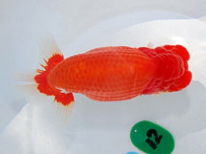 第57回全国大会 行司一　齋藤一成  東京