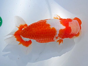 第57回全国大会 行司二　齋藤一成  東京