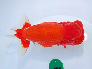 第57回全国大会 行司三　篠  孝利  東京