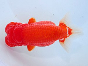 第57回全国大会 東脇行司　清水  健  埼玉