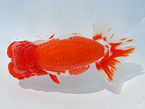 第57回全国大会 西脇行司　渡辺貴幸  東京