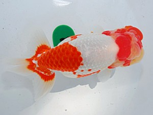 第57回全国大会　西大関　白川成也  岡山