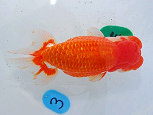 第57回全国大会　立行司　齋藤一成  東京