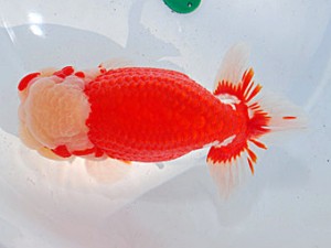 第57回全国大会　東取締　野口  弘  愛知