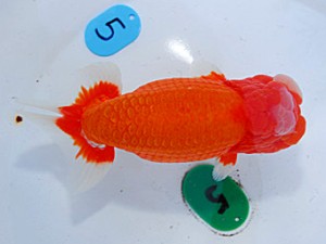 第57回全国大会　西取締　松田  勝  宮城