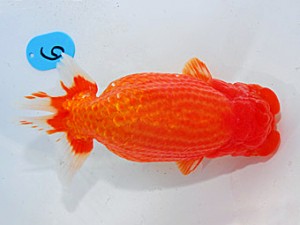 第57回全国大会 東関脇　山田芳人  愛知