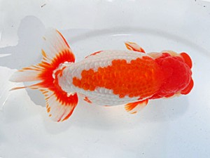 第57回全国大会 西関脇　大久保義彰  千葉