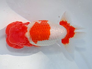 第57回全国大会 東小結　梅岡伸一郎  愛媛