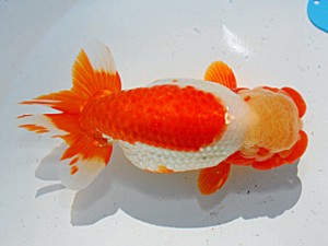 第57回全国大会 西小結　川口久男  沼津