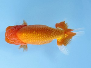 天狗會 西大関 中村健一 天狗會 西大関 中村健一