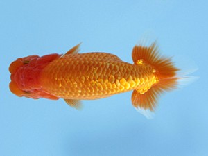 天狗會 立行司 中村芳雄 天狗會 立行司 中村芳雄