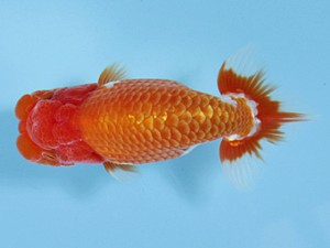 天狗會 取締一 佐藤俊夫 天狗會 取締一 佐藤俊夫