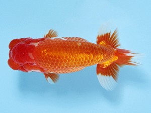 天狗會 取締二 滝瀬健治 天狗會 取締二 滝瀬健治