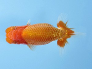 天狗會 東大関 中村芳雄 天狗會 東大関 中村芳雄