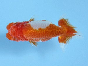 天狗會 西大関 柴山勝男 天狗會 西大関 柴山勝男