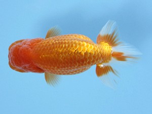 天狗會 立行司 町田 伸 天狗會 立行司 町田 伸