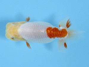 天狗會 取締一 伊庭記章 天狗會 取締一 伊庭記章