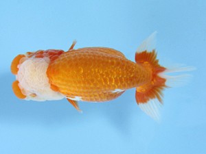 天狗會 東大関 深井利靖 天狗會 東大関 深井利靖