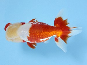 天狗會 西大関 田中 淳 天狗會 西大関 田中 淳