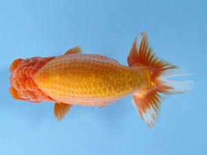 天狗會 取締一 伊藤嘉男 天狗會 取締一 伊藤嘉男