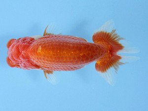 天狗會 取締二 伊庭記章 天狗會 取締二 伊庭記章