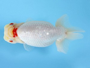 天狗會 東大関 秋山公子 天狗會 東大関 秋山公子