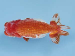 天狗會 西大関 柴山勝男 天狗會 西大関 柴山勝男