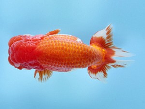 天狗會 立行司 滝瀬健治 天狗會 立行司 滝瀬健治