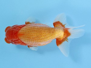 天狗會 取締一 伊藤嘉男 天狗會 取締一 伊藤嘉男