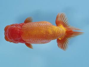 天狗會 取締二 中村健一 天狗會 取締二 中村健一