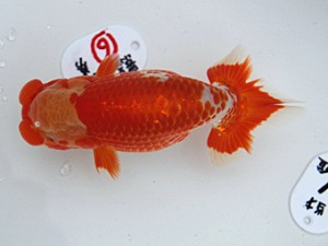 津島愛錦クラブ　東大関　近藤憲正　あま市