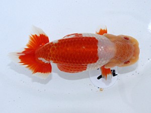 津島愛錦クラブ　西大関　河路利昭　春日井市