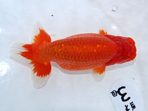 津島愛錦クラブ　立行司　植田春寿　稲沢市