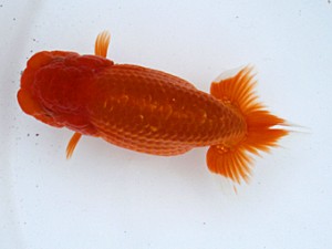 津島愛錦クラブ　取締一　安藤敏行　津島市