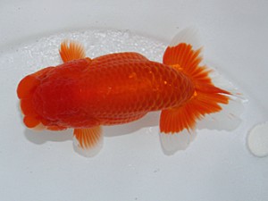 津島愛錦クラブ　取締二　近藤憲正　あま市