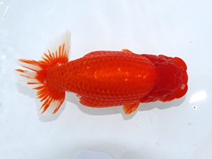 津島愛錦クラブ　東大関　立松大介　津島市