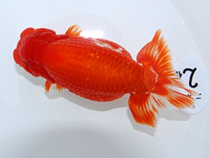 津島愛錦クラブ　西大関　立松大介　津島市