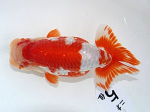 津島愛錦クラブ　取締二　近藤憲正　あま市