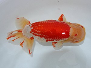 津島愛錦クラブ　東大関　野村直子　弥富市