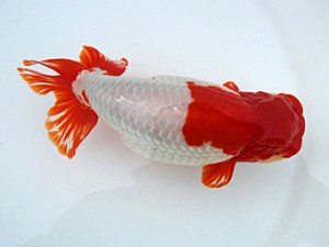 津島愛錦クラブ　西大関　野村直子　弥富市