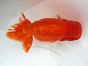 津島愛錦クラブ　取締二　野村　豊　弥富市