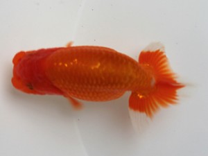 愛媛南予らんちゅう会　東大関　　岡山　難波康宏