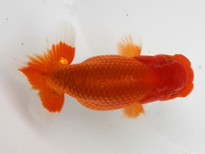 愛媛南予らんちゅう会　西大関　　岡山　村上暢彦