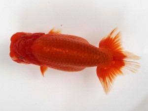 愛媛南予らんちゅう会　　松山　川本智祥