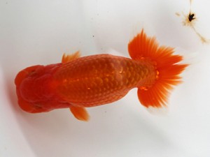 愛媛南予らんちゅう会　取締一　　岡山　村上暢彦