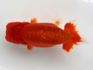 愛媛南予らんちゅう会　取締二　　今治　石川佳二