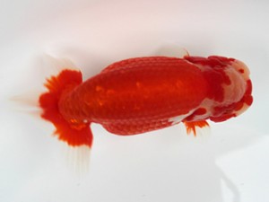 愛媛南予らんちゅう会　東大関　　黒潮　村越健志郎