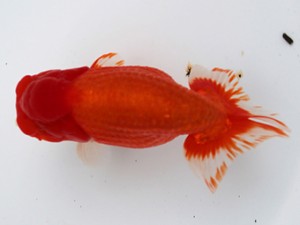 愛媛南予らんちゅう会　西大関　　岡山　田代史郎