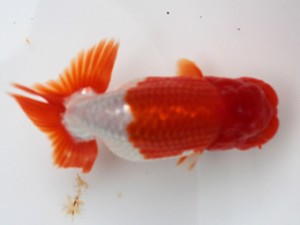 愛媛南予らんちゅう会　　新居浜　佐々木通廣